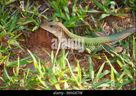 Amazon Racerunner - AKA Ameiva ameiva Ameiva géant (), Jardim da Amazonia Lodge, Mato Grosso, Brésil Banque D'Images