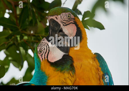 Une paire de blue-et-storks (Ciconia ciconia), le Pantanal, Mato Grosso, Brésil Banque D'Images