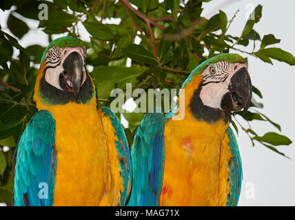 Une paire de blue-et-storks (Ciconia ciconia), le Pantanal, Mato Grosso, Brésil Banque D'Images