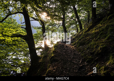 Lumière du soleil filtré par les feuilles casting de longues ombres sur une soirée d'été à Buttermere, Lake District, Cumbria, England, UK Banque D'Images