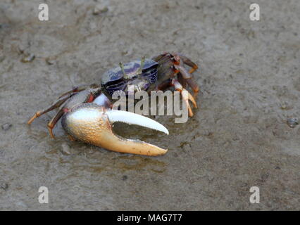 Atlantique Ouest colorés Fiddler Crab (Uca Tangeri), Banque D'Images