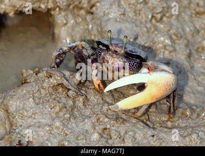 Atlantique Ouest colorés Fiddler Crab (Uca Tangeri), Banque D'Images