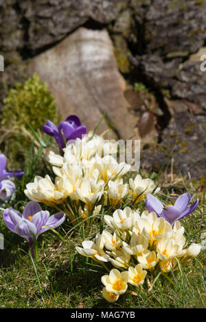 Jaune et violet pâle (Lilac-Blue) Floraison des crocus au printemps sur une banque d'herbe à la base de l'arbre. Banque D'Images