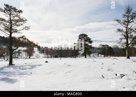 Les pâturages de bois en hiver sur des pins sylvestres et de bouleaux. Lochnagar est visible dans l'arrière-plan s'élevant au-dessus de la Banque d'inertage dans le brouillard Royal Deeside. Banque D'Images