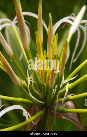 Tulbaghia violacea plant, Close up Banque D'Images