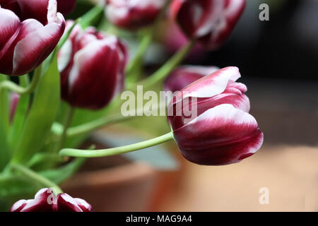 La floraison des tulipes close up. Une belle fleur avec des tulipes à l'horizontale. Banque D'Images