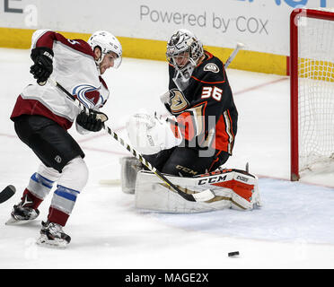 Los Angeles, Californie, USA. 1er avril 2018. L'Avalanche du Colorado en avant Alexander Kerfoot (13) tente d'obtenir un shot dans le gardien des Ducks d'Anaheim John Gibson (36) 2017-2018 au cours d'un match de hockey à Anaheim, Californie, le 1 avril 2018. Les canards a gagné 4-3 en prolongation. Ringo : crédit Chiu/ZUMA/Alamy Fil Live News Banque D'Images