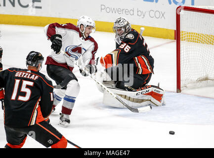 Los Angeles, Californie, USA. 1er avril 2018. L'Avalanche du Colorado en avant Alexander Kerfoot (13) tente d'obtenir un shot dans le gardien des Ducks d'Anaheim John Gibson (36) 2017-2018 au cours d'un match de hockey à Anaheim, Californie, le 1 avril 2018. Les canards a gagné 4-3 en prolongation. Ringo : crédit Chiu/ZUMA/Alamy Fil Live News Banque D'Images