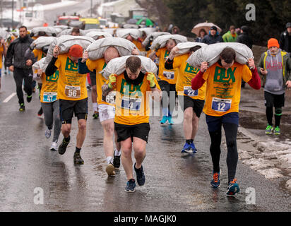 Gawthorpe, West Yorkshire, Royaume-Uni. Le 02 avril 2018. Principaux concurrents dans la première des 2 courses pour hommes, avec le vainqueur de l'épreuve, numéro 12 sur la droite. Championnats du monde de l'exécution du charbon ont lieu chaque année le lundi de Pâques, lorsque les concurrents, portent des sacs de charbon, de race sur une piste en montée 1012 m à travers l'ancien village minier près de Wakefield. Les concurrents masculins portent des sacs de 50kg et les femelles 20kg. Les femmes gagnant a été Danielle Sidebottom, Men's gagnant a été Andrew Corrigan. © Ian Wray/Alamy live news Banque D'Images