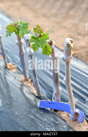 Greffé & raisins ciré boutures plantées dans les lignes de champ 'Vitis vinifera'. Banque D'Images