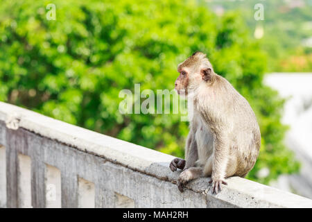 Singe assis sur le mur de ciment Banque D'Images