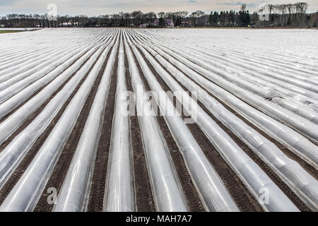 L'agriculture, de l'élevage, les serres, mobile, fait de plastique, plastique tunnel, pour des cultures à croissance rapide, légumes, fruits, dans le domaine, même avant t Banque D'Images