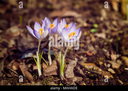 Crocus Vernus Banque D'Images