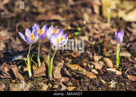 Crocus Vernus Banque D'Images