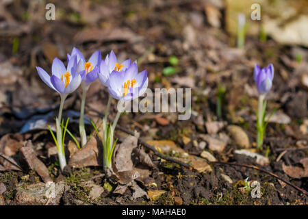 Crocus Vernus Banque D'Images