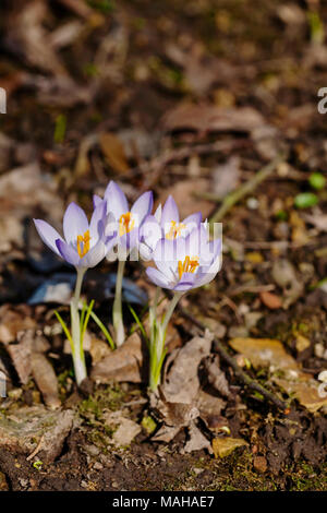 Crocus Vernus Banque D'Images