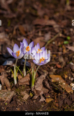 Crocus vernus Banque D'Images