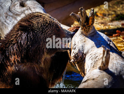 L'heure du bain de l'ours grizzli Banque D'Images