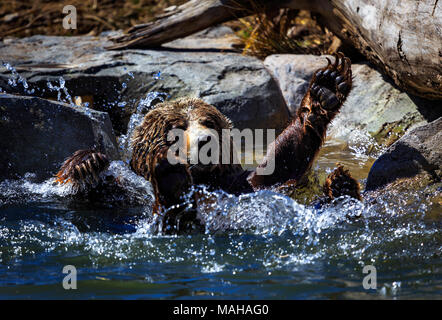 L'heure du bain de l'ours grizzli Banque D'Images