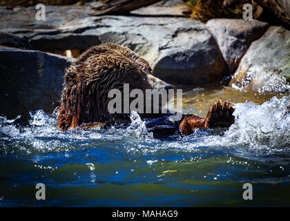 L'heure du bain de l'ours grizzli Banque D'Images