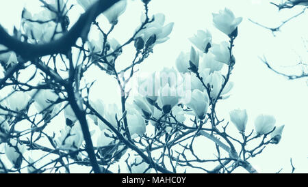 Arbre de printemps en fleurs, des branches avec des fleurs blanches sur fond blanc, la photo dans les tons bleus Banque D'Images