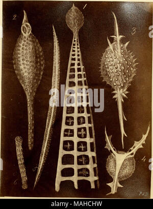 Les figures de formes remarquables de polycystins, ou des organismes apparentés, à la Barbade (principalement à partir de la craie-que recueillies par M. Davy, et qu'il avait remarqué dans une conférence donnée à la Société agricole de la Barbade, en juillet, 1846) Banque D'Images