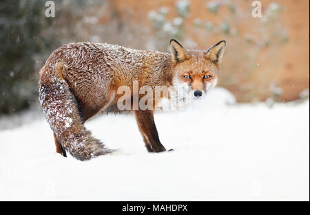 Close-up of a red fox debout dans la neige , l'hiver au Royaume-Uni. Banque D'Images