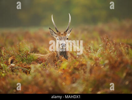 Close up of a young red deer stag dans le domaine des fougères en automne, au Royaume-Uni. La faune urbaine, Londres. Banque D'Images