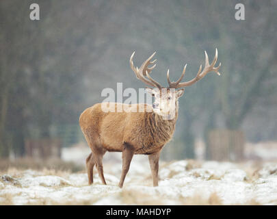 Close up of a red deer stag debout sur une herbe enneigée en hiver, au Royaume-Uni. Banque D'Images