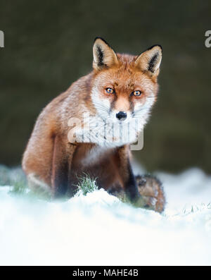 Close-up d'un renard roux dans la neige, l'hiver au Royaume-Uni. Banque D'Images