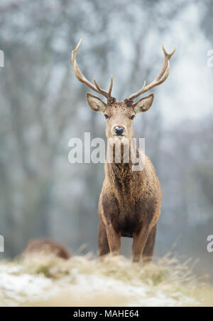 Close up of a young red deer stag en hiver, UK. Banque D'Images