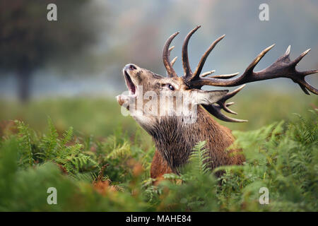 Close-up of a red deer roaring pendant le rut en automne, au Royaume-Uni. Banque D'Images