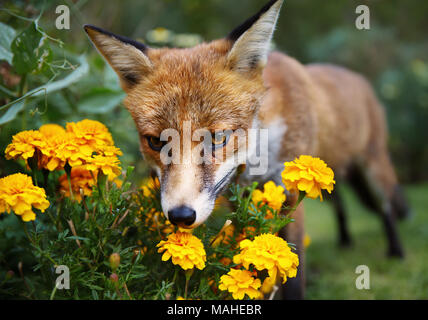 Red Fox smelling marigold fleurs dans le jardin, l'été au Royaume-Uni. Banque D'Images