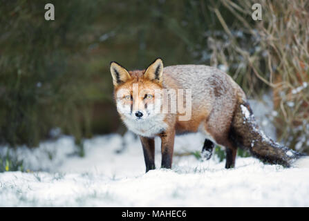 Close-up of a red fox debout dans la neige durant l'hiver, UK. Banque D'Images