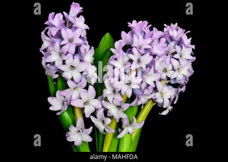 Bouquet de trois fleurs de jacinthe floraison lilas doux avec des feuilles vertes close up sur fond noir - isolé belle détail de printemps natur Banque D'Images