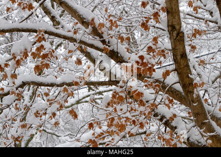 Colorés, de couverts de neige arbre érable séché avec russet feuilles et des branches couvertes de neige en hiver Banque D'Images