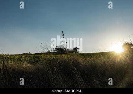 Lever de soleil sur un champ de tournesol Egée sur une pente. Banque D'Images