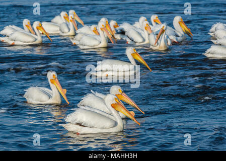 Pélicans blancs (Pelecanus erythrorhynchos), sur l'eau, sable Lake NWR, SD, USA, par Bruce Montagne/Dembinsky Assoc Photo Banque D'Images