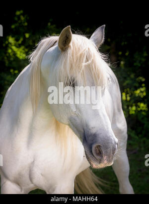 Un cheval gris dans un enclos au centre de thérapie équestre IFEAL de Withyham, dans l'est du Sussex. Banque D'Images