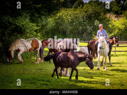 Tui Sun avec les chevaux dans les paddocks à l'IFEAL qualités therapy center de Withyham East Sussex. Banque D'Images