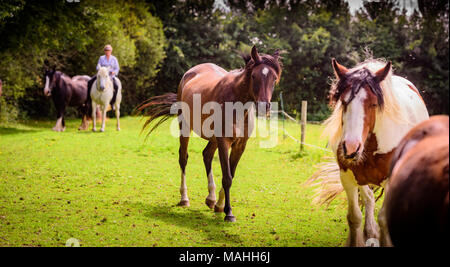 Tui Sun avec les chevaux dans les paddocks à l'IFEAL qualités therapy center de Withyham East Sussex. Banque D'Images