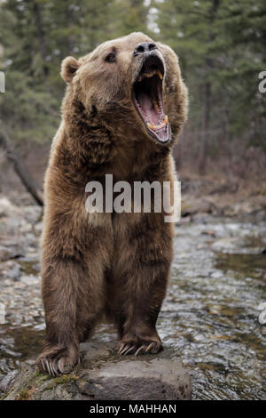 Grizzly Kodiak agressifs rugissements debout dans River ours brun en colère Maul Territoriale des animaux Banque D'Images