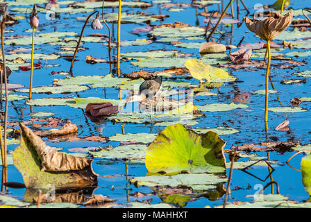 Jacana à crête peigne ou lillytrotter, Queensland, Australie Banque D'Images