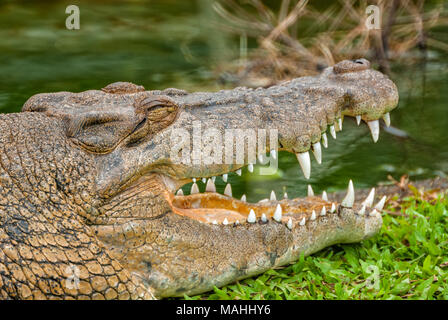 Saltwater Crocodile dans le Queensland, Australie Banque D'Images