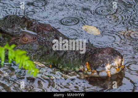 Saltwater Crocodile dans le Queensland, Australie Banque D'Images