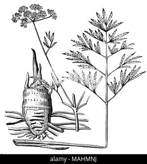 Cowbane ou du nord de la Pruche de l'eau  <Cicuta virosa >, Banque D'Images