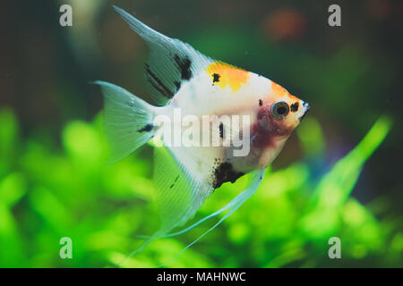En aquarium d'eau douce poissons-anges accueil. Pterophyllum. Banque D'Images