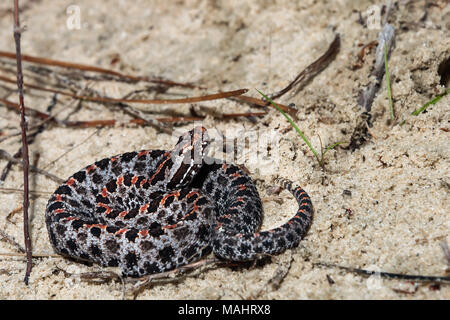 Crotale pygmée sombre (Sistrurus miliarius barbouri) Banque D'Images