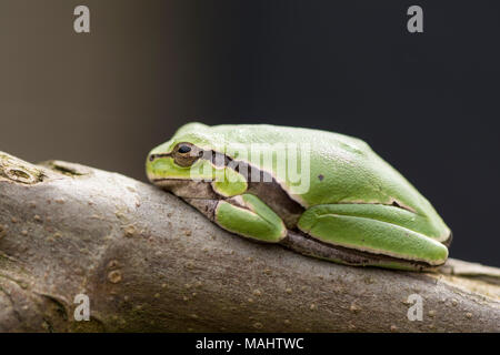 Rainette verte tropicale sur une branche fig devant un arrière-plan sombre, point de vue latérale