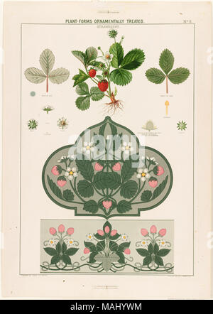 Nom de fichier : 07  11 001021 Titre : Plant-Forms Ornamentally traités - Fraise Créateur/Contributeur : Carter, Grace (artiste) ; L. Prang & Co. (éditeur) Date de publication : 1874 description physique remarque : Genre : Chromolithographs ; still life imprime ; Illustrations Lieu : Bibliothèque publique de Boston, le 2011-08-05 : caméra Sinar Sinarback 54 : AG FW, Sinar m Banque D'Images